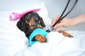 Dachshund dog, black and tan, sleeping in bed with high fever temperature, ice bag on head,  covered by a blanket, vet auditions a Royalty Free Stock Photo