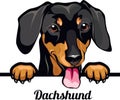 Dachshund - dog breed. Color image of a dogs head isolated on a white background