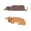 Dachshund Dog Breed Hound with Short Legs and Long Body Lying Vector Set