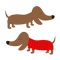 Dachshund dog breed set. Cute cartoon character on white background. Puppy dressed in red clothes Isolated. Flat design Royalty Free Stock Photo