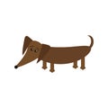 Dachshund dog breed with tongue. Cute cartoon character on white background. Isolated. Flat design Royalty Free Stock Photo