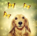 Dachshund dog with butterflies