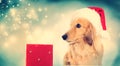 Dachshund dog with Christmas box Royalty Free Stock Photo