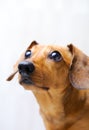 Dachshund Dog Royalty Free Stock Photo