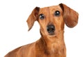 Dachshund dog close up Royalty Free Stock Photo