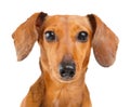 Dachshund dog close up Royalty Free Stock Photo