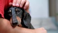 Dachshund closes eyes and wants to sleep in owner arms