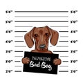 Dachshund Dog criminal. Police mugshot. Dog convict. Dog prison. Vector.