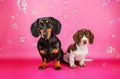 dachshund dog cute portrait home photo cozy