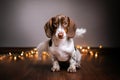 dachshund dog cute portrait home photo magic light