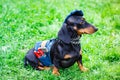 Dachshund dog. Cute puppy on grass.