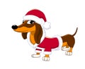 Dachshund dog dressed as Santa