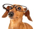 Dachshund dog with glasses close up