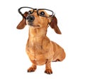 Dachshund dog with glasses Royalty Free Stock Photo