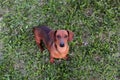 Dachshund dog on the green grass Royalty Free Stock Photo