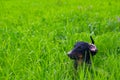 Dachshund dog on the green grass Royalty Free Stock Photo