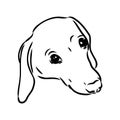 Dachshund Dog. Hand drawn. Vector illustration dachshund dog vector Royalty Free Stock Photo