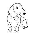 Dachshund Dog. Hand drawn. Vector illustration dachshund dog vector Royalty Free Stock Photo