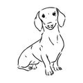 Dachshund Dog. Hand drawn. Vector illustration dachshund dog vector Royalty Free Stock Photo