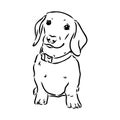 Dachshund Dog. Hand drawn. Vector illustration dachshund dog vector Royalty Free Stock Photo