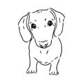 Dachshund Dog. Hand drawn. Vector illustration dachshund dog vector Royalty Free Stock Photo