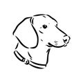 Dachshund Dog. Hand drawn. Vector illustration dachshund dog vector Royalty Free Stock Photo