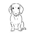 Dachshund Dog. Hand drawn. Vector illustration dachshund dog vector Royalty Free Stock Photo