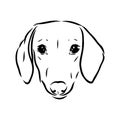 Dachshund Dog. Hand drawn. Vector illustration dachshund dog vector Royalty Free Stock Photo