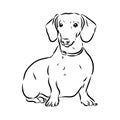 Dachshund Dog. Hand drawn. Vector illustration dachshund dog vector Royalty Free Stock Photo