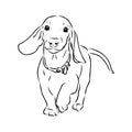 Dachshund Dog. Hand drawn. Vector illustration dachshund dog vector Royalty Free Stock Photo