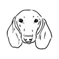 Dachshund Dog. Hand drawn. Vector illustration dachshund dog vector Royalty Free Stock Photo