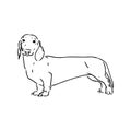 Dachshund Dog. Hand drawn. Vector illustration dachshund dog vector Royalty Free Stock Photo