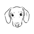Dachshund Dog. Hand drawn. Vector illustration dachshund dog vector Royalty Free Stock Photo