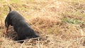 Dachshund dog hunting for moles in the garden ground covered with dry grass. Handheld Steady Footage.