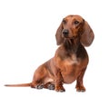 Dachshund Dog isolated over white background Royalty Free Stock Photo