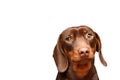 Dachshund Dog isolated over white background. Close up portrait Royalty Free Stock Photo