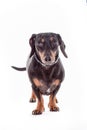 Dachshund Dog isolated over white background Royalty Free Stock Photo