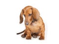 Dachshund Dog isolated over white background Royalty Free Stock Photo