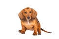 Dachshund Dog isolated over white background Royalty Free Stock Photo