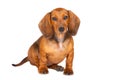 Dachshund Dog isolated over white background Royalty Free Stock Photo