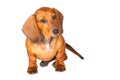 Dachshund Dog isolated over white background Royalty Free Stock Photo