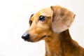 Dachshund dog Royalty Free Stock Photo