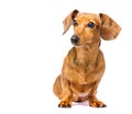 Dachshund Dog Royalty Free Stock Photo