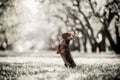 Dachshund dog jumps up in field in forest Royalty Free Stock Photo