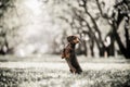 Dachshund dog jumps up in field in forest