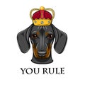 Dachshund dog king queen. Crown. Dog portrait. You rule lettering. Vector. Royalty Free Stock Photo