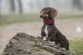 Dachshund dog leaning on a tree trunk with copyspace Royalty Free Stock Photo