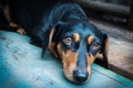Dachshund dog lie Royalty Free Stock Photo