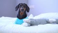 Dachshund dog in comfortable bed next to a soft plush toy sleepily looks around