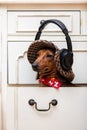 Dachshund dog listens to music in big headphones, wearing them over a stylish cap, sitting on a shelf in the closet. Royalty Free Stock Photo